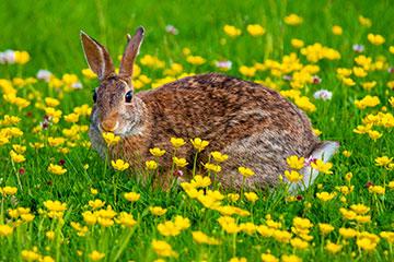 一只棕色的兔子在一片黄花地里