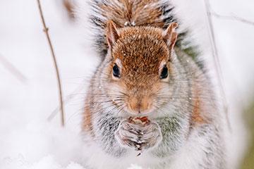 一只松鼠在下雪的背景下用两只手拿着坚果