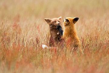 两只狐狸在田野里玩耍
