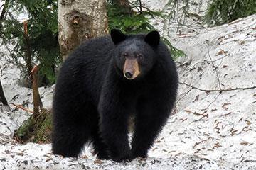 一只黑熊在冬天
